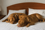 dogs on hotel bed