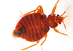 Lights Out Bed Bug Killer