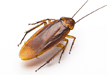 Cockroach Killer