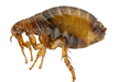Flea killer