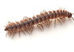 Millipede killer