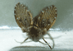 CLOBBER Lice, Dust Mite, Bed Bug Spray