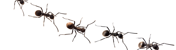 QuestSpecialty Insecticices
